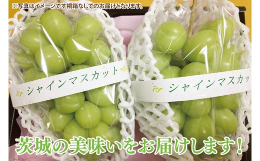 シャインマスカット 4房（茨城県共通返礼品：かすみがうら市産）　※2024年8月初旬～2025年1月下旬頃に順次発送予定（CD024）