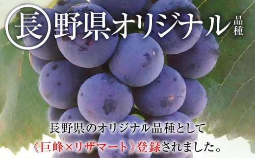 2024 ナガノパープル【訳あり粒抜け等】　房複数　約1キロ　長野県産  【9月末頃～順次発送予定】国際特許有機肥料栽培