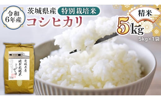 令和6年産 茨城県産 精米 特別栽培米 コシヒカリ 5kg （5kg×1袋） 新米 白米 こしひかり 米 コメ こめ 単一米 限定 茨城県産 国産 美味しい お米 おこめ おコメ