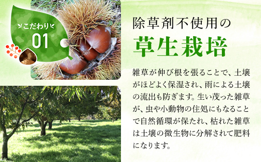 【10月上旬発送】秦栗園の丹波栗 筑波3L 1㎏【第1回福知山市ええもん認定】  ふるさと納税 栗 くり 人気 和 スイーツ 高級 和菓子 栗菓子 ギフト プレゼント お取り寄せ グルメ 京都府 福知山市　※沖縄・離島配送不可