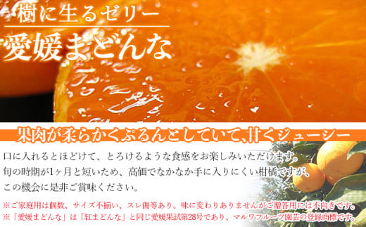 紅まどんなと同品種！先行予約 ＜愛媛県西予市産 愛媛まどんな ご家庭用 約2kg＞ 約7～15個入り 訳あり 柑橘 果物 フルーツ オレンジ 愛媛果試第28号 期間限定 マドンナ 甘い 食べて応援 宇都宮物産 愛媛県 西予市【常温】