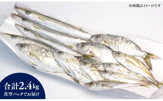 【6ヶ月定期便】大和海商の朝どれ鮮魚小魚パック2.4kg N072-YE082