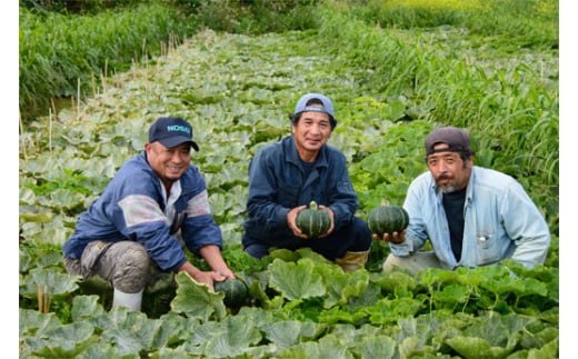 古宇利島かぼちゃ工房　島かぼちゃのカボニー(20個入)