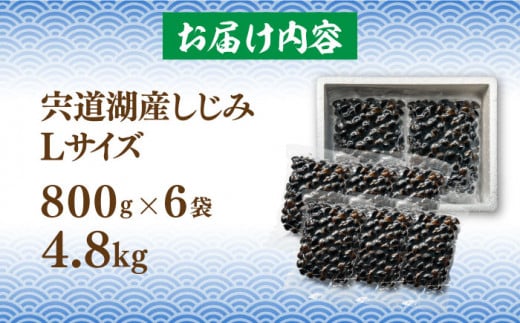 宍道湖産 冷凍大和しじみ 砂抜き済 Lサイズ800g×6袋(4.8kg) 島根県松江市/しじみ市場株式会社 [ALDK003]