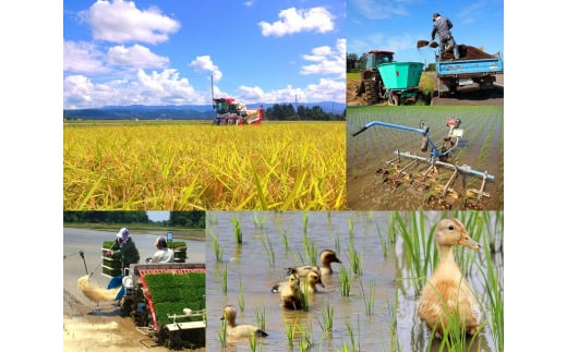 新潟県産JAS有機栽培米コシヒカリ 白米5kg｜こしひかり コシヒカリ 米 お米 こめ おすすめ 人気 ふるさと納税 有機栽培 新潟 新潟県産 にいがた 上越 上越産