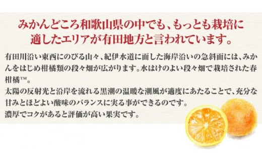 田村産「デコ」不知火[約3kg]湯浅町田村産春みかん(果実サイズおまかせ)/紀伊国屋文左衛門本舗　※2024年2月中旬～3月下旬頃に順次発送予定(お届け日指定不可)【kstb493A】