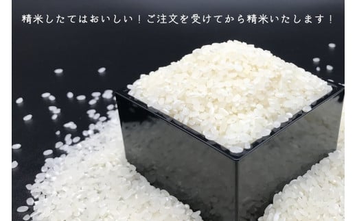 ながとのこめ こしひかり 白米 1kg×5袋 合計5kg コシヒカリ 小分け 精米 長門市 令和6年度産