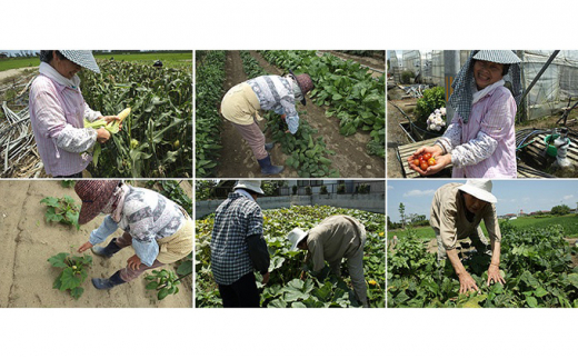 【定期便全4回】3ヶ月に1度お届け！岩沼みんなの家の「みんなの直売！野菜」セット詰め合わせ隔月4回 [№5704-0640]