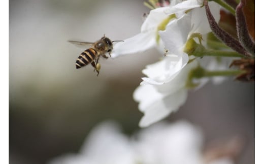 392＊国産日本ミツバチ熟成はちみつ　百花蜂蜜210ｇ