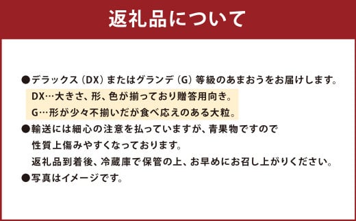 福岡産【冬】あまおう4パック 【2024年11月下旬～2025年1月下旬発送予定】