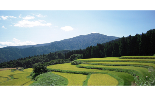 朝倉山椒　兵庫県養父市産　冷凍　500g【1409907】