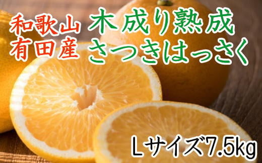 こだわりの和歌山有田産木成り熟成さつき八朔7.5Kg（Lサイズ）※2024年4月上旬～4月下旬頃に発送【tec843】