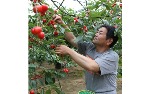 《先行予約》2024年 山形県産 さくらんぼ 紅さやか フードパック詰 880g(220g×4) 秀 L 2024年6月上旬から順次発送  F20A-003