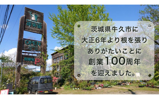 ガク アジサイ 【 おまかせ 1点 】【2024年4月上旬頃より発送開始】 植物 花 インテリア フラワー 紫陽花 お花 園芸 初夏 梅雨 ガーデニング