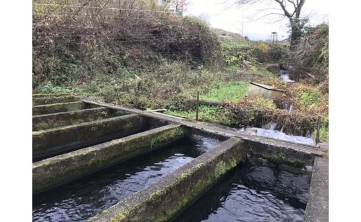 富士山の湧水で育った＜湧水ヤマメ10尾＞下処理済み【柴崎養魚場】｜山女魚 やまめ ヤマメ 渓流の女王