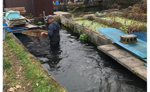 富士山の湧水で育った＜湧水ヤマメ10尾＞下処理済み【柴崎養魚場】｜山女魚 やまめ ヤマメ 渓流の女王