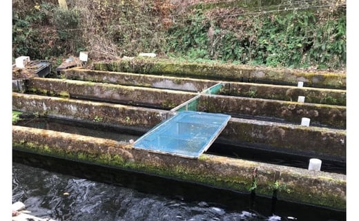 富士山の湧水で育った＜湧水ヤマメ10尾＞下処理済み【柴崎養魚場】｜山女魚 やまめ ヤマメ 渓流の女王