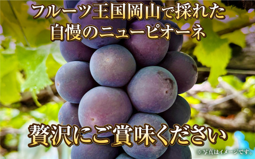 岡山県産 ニューピオーネ 約1.2kg（600g×2房） 【2024年8月下旬～9月下旬迄発送予定】