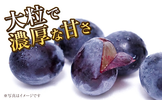 岡山県産 ニューピオーネ 約1.2kg（600g×2房） 【2024年8月下旬～9月下旬迄発送予定】