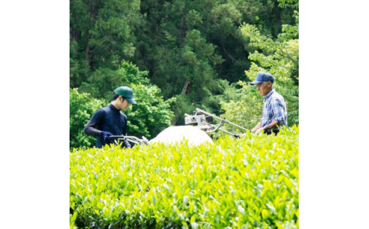 狭山茶リーフセット　ひるい(上級煎茶3種セット)【1450648】