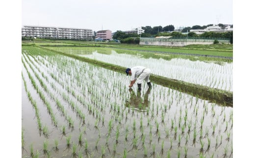 座間市産　はるみ　5kg｜新米 米 白米 令和5年産 お米 備蓄米
※2023年11月上旬～2024年3月下旬頃に順次発送予定