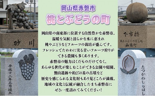 ぶどう 2025年 先行予約 ニュー ピオーネ 大粒 大房 1房 650g以上 ブドウ 葡萄 岡山県 赤磐市産 国産 フルーツ 果物 ギフト 赤坂青空市