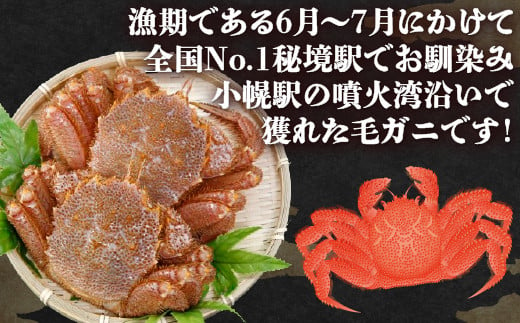 【令和7年度発送先行予約】【地元現役漁師が厳選】活毛ガニ 2尾 （1尾400～500g）毛ガニ 冷蔵 【 ふるさと納税 人気 おすすめ ランキング 魚介類 カニ かに 蟹 毛がに 毛蟹 厳選 噴火湾 大容量 おいしい 美味しい 新鮮 北海道 豊浦町 送料無料 】 TYUR032