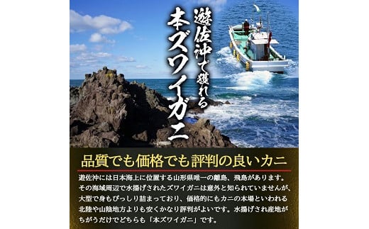 854　遊佐沖　生・本ズワイガニ 1匹 700g程度