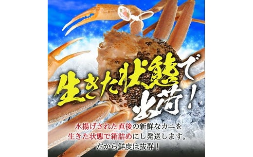 854　遊佐沖　生・本ズワイガニ 1匹 700g程度