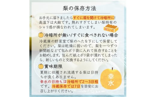 【先行予約】しろいの梨 幸水 5kg 14～18玉 