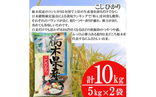 【定期便6回】食味ランキング「特A」 こしひかり 10kg | 白米 精米 お米 ブランド米 栃木県共通返礼品 栃木県産 栃木県 特産品 下野市 送料無料