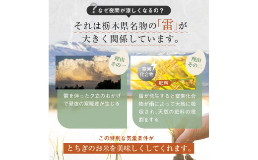 【定期便6回】食味ランキング「特A」 こしひかり 10kg | 白米 精米 お米 ブランド米 栃木県共通返礼品 栃木県産 栃木県 特産品 下野市 送料無料