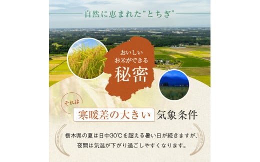 【定期便6回】食味ランキング「特A」 こしひかり 10kg | 白米 精米 お米 ブランド米 栃木県共通返礼品 栃木県産 栃木県 特産品 下野市 送料無料