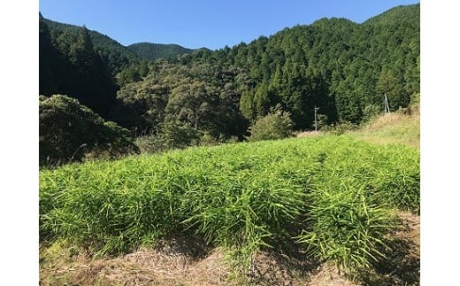 自然農 新生姜１kg（自然のままの土付き）皮まで食べられる 甘酢漬け ガリ ショウガ【R00216】