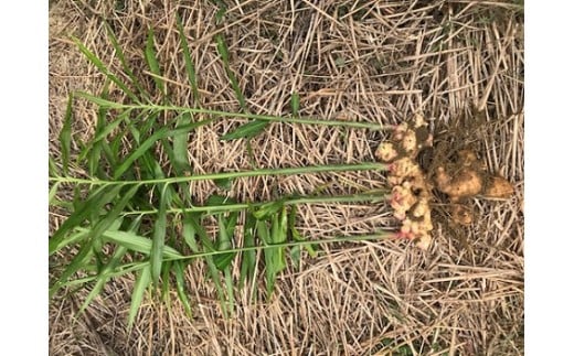 自然農 新生姜１kg（自然のままの土付き）皮まで食べられる 甘酢漬け ガリ ショウガ【R00216】