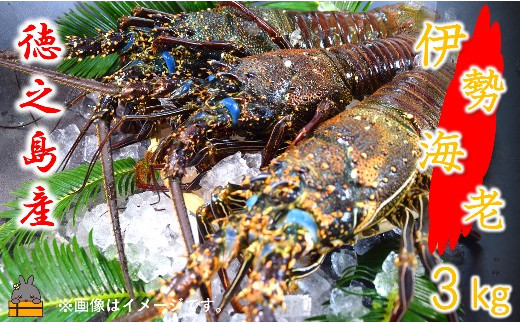 鹿児島県徳之島獲れ！伊勢海老3kgを全国にお届け致します。（冷凍）