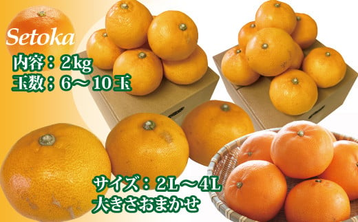 訳あり せとか 2kg ご家庭用 みかん 愛媛 人気 サイズミックス 柑橘 伊予市｜B235