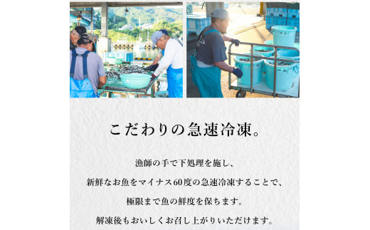 アラ 約1kg 産地直送 冷凍 下処理済 あら 𩺊 高級魚 水揚げ時重量約1kg 下処理後約900g