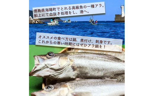 アラ 約1kg 産地直送 冷凍 下処理済 あら 𩺊 高級魚 水揚げ時重量約1kg 下処理後約900g