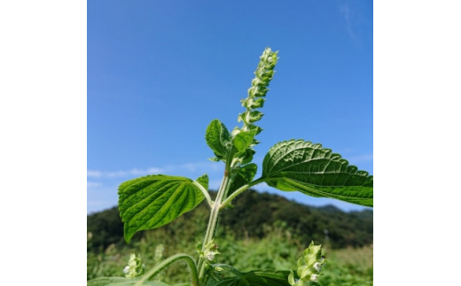 ＜新温泉町産＞えごまオイル2本(70g)　えごま農家の栽培の低温圧縮搾油＜一番搾り＞【1397959】