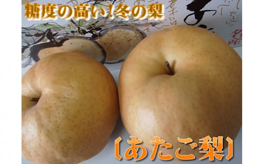 【41013】【中野農園】愛宕梨 5kgセット（5-8玉）ご進物用