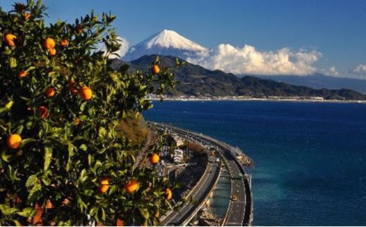 【2025年1月中旬より順次発送】甘さと酸味がマッチ　青島みかん3kg 5,000円