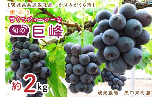 【先行予約】【8月中旬以降発送】訳あり　バラ粒2kg　甘くてジューシーな旬の巨峰【茨城県共通返礼品／かすみがうら市】【茨城県 水戸市 果物 くだもの フルーツ 巨峰 きょほう バラ粒 先行予約】（FW-6-1）