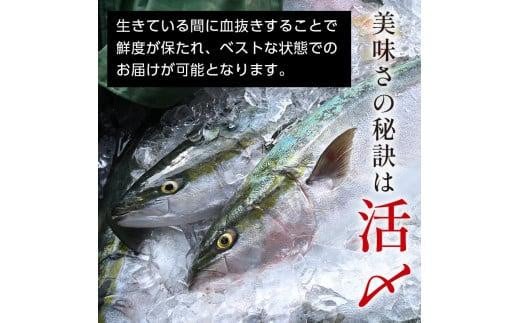 数量限定 増量中  天然ぶり刺身 1kg (250g×4パック)  北海道 知床羅臼産 魚 海産物 魚介 魚介類 ブリ 鰤 刺身 ご飯のお供 冷凍 生産者 支援 応援