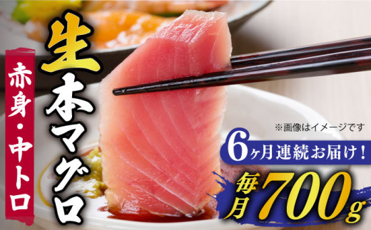 【全6回定期便】五島列島産 養殖 生本かみまぐろ 赤身 中トロ 計約700g / まぐろ 鮪 刺身 ブロック