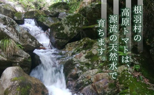 3人に1人がリピーター★2024年11月～12月にお届け★1.2kg！山の湧き水で育った高原トマト「フルティカ」割れ保障付5000円