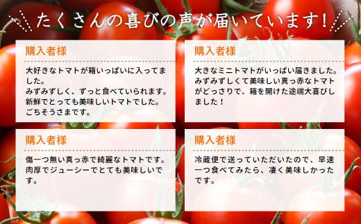 3人に1人がリピーター★2024年11月～12月にお届け★1.2kg！山の湧き水で育った高原トマト「フルティカ」割れ保障付5000円