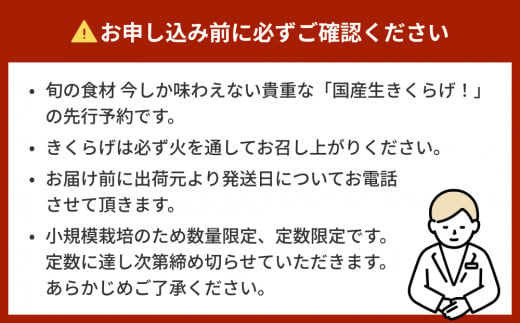 ＜ 期間限定 ＞漁師がつくる 金華 きくらげ 生と乾燥 食べ比べ 合計約190g 生きくらげ 乾燥きくらげ キクラゲ 木耳 きのこ 乾燥 国産 食物繊維 野菜