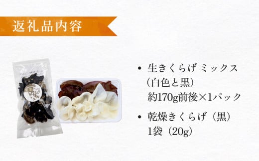 ＜ 期間限定 ＞漁師がつくる 金華 きくらげ 生と乾燥 食べ比べ 合計約190g 生きくらげ 乾燥きくらげ キクラゲ 木耳 きのこ 乾燥 国産 食物繊維 野菜