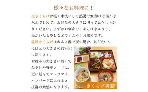 ＜ 期間限定 ＞漁師がつくる 金華 きくらげ 生と乾燥 食べ比べ 合計約190g 生きくらげ 乾燥きくらげ キクラゲ 木耳 きのこ 乾燥 国産 食物繊維 野菜